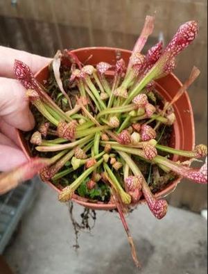 Sarracenia Carnivorous 